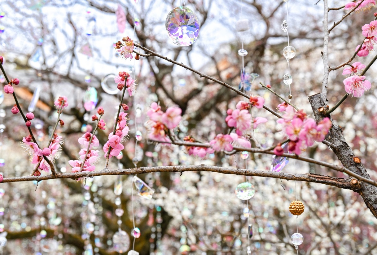 北野天満宮　梅苑